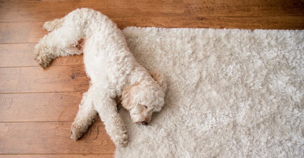 dog rug