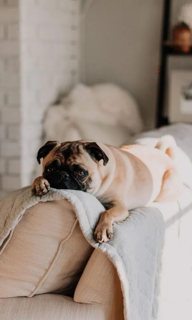 petstainremoval full a81226c6 1920w 615x1024