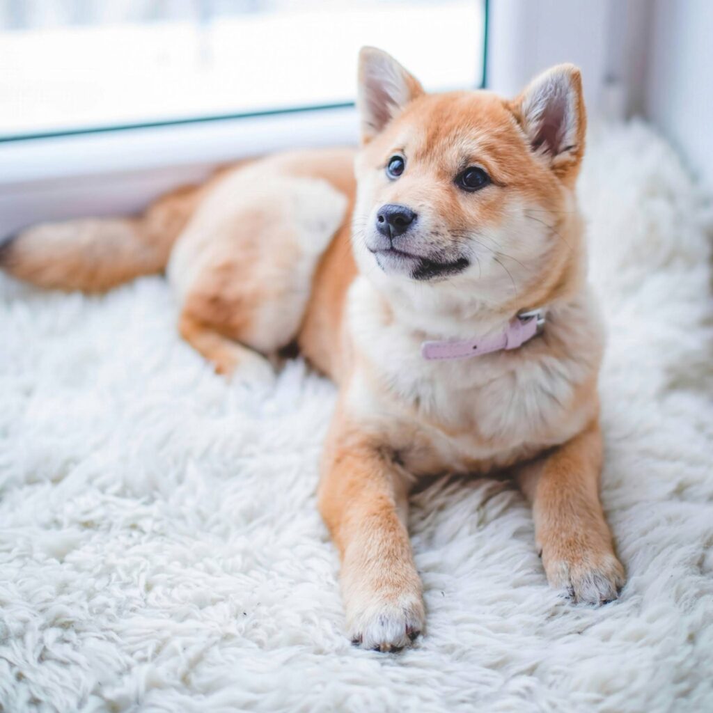 glb pet accidents rugs